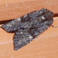 Neumichtis nigerrima (Black Turnip Moth) at Stirling, ACT - 30 Mar 2023 by Harrisi