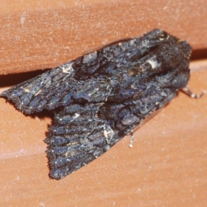 Neumichtis nigerrima (Black Turnip Moth) at Stirling, ACT by Harrisi