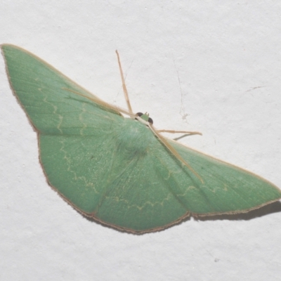 Maxates (genus) (An Emerald moth) at Stirling, ACT - 30 Mar 2023 by Harrisi