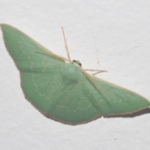 Maxates (genus) (An Emerald moth) at Stirling, ACT by Harrisi
