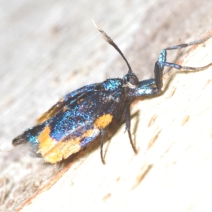 Cebysa leucotelus at Stromlo, ACT - 30 Mar 2023 04:56 PM