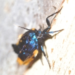 Cebysa leucotelus at Stromlo, ACT - 30 Mar 2023 04:56 PM