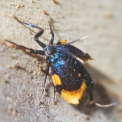 Cebysa leucotelus at Stromlo, ACT - 30 Mar 2023 04:56 PM