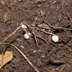 Ctenotus robustus (TBC) at suppressed by TimL