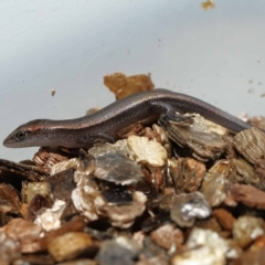 Unidentified Skink at Wellington Point, QLD - 23 Mar 2023 by TimL