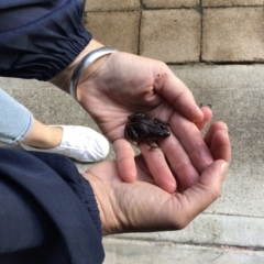 Limnodynastes peronii (Brown-striped Frog) at Pambula Preschool - 22 Mar 2023 by elizabethgleeson