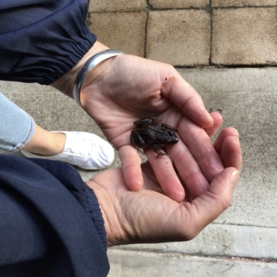 Limnodynastes peronii (Brown-striped Frog) at Pambula Preschool - 22 Mar 2023 by elizabethgleeson