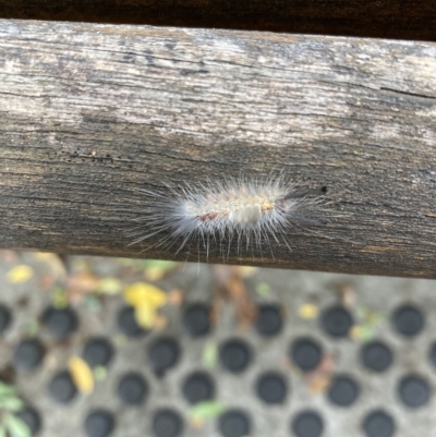 Unidentified Noctuoid moth (except Arctiinae) at Canberra, ACT - 28 Mar 2023 by JohnGiacon