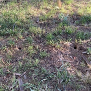 Vespula germanica at Belconnen, ACT - 31 Mar 2023