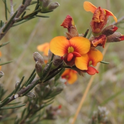 Dillwynia sericea (Egg And Bacon Peas) at Flea Bog Flat, Bruce - 30 Oct 2022 by michaelb