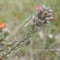 Dillwynia sericea at Aranda, ACT - 30 Oct 2022