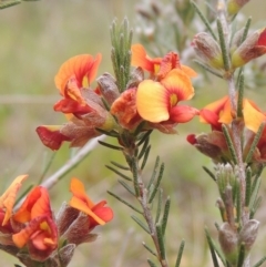 Dillwynia sericea at Aranda, ACT - 30 Oct 2022 02:39 PM