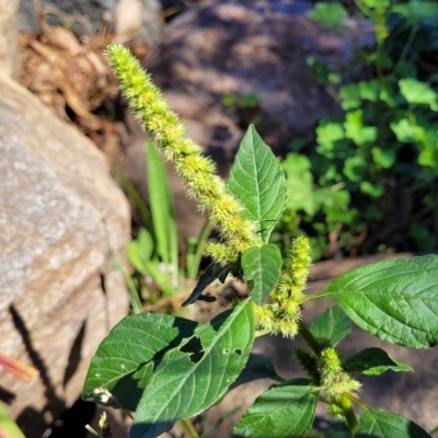 Amaranthus powellii (Powell's Amaranth) at Sullivans Creek, Lyneham South - 31 Mar 2023 by trevorpreston