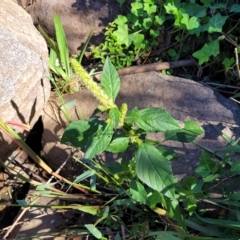 Amaranthus powellii at Lyneham, ACT - 31 Mar 2023