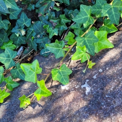 Hedera helix (Ivy) at Sullivans Creek, Lyneham South - 31 Mar 2023 by trevorpreston