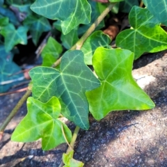 Hedera helix at Lyneham, ACT - 31 Mar 2023