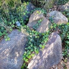 Hedera hibernica at City Renewal Authority Area - 31 Mar 2023 11:34 AM