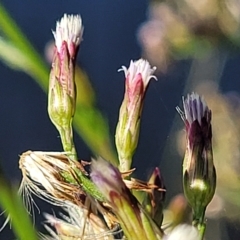Symphyotrichum subulatum (Wild Aster, Bushy Starwort) at City Renewal Authority Area - 31 Mar 2023 by trevorpreston