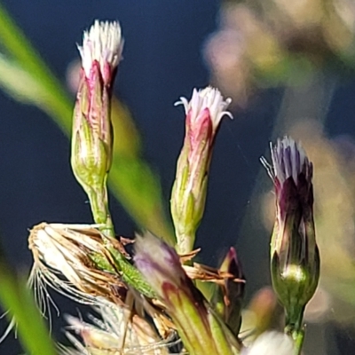 Symphyotrichum subulatum (Wild Aster, Bushy Starwort) at Sullivans Creek, Lyneham South - 31 Mar 2023 by trevorpreston