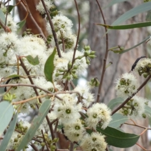 Tiphiidae (family) at Molonglo Valley, ACT - 31 Mar 2023