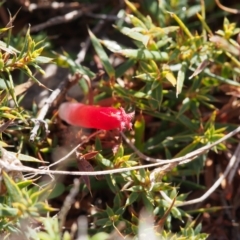 Astroloma humifusum at Kambah, ACT - 30 Mar 2023