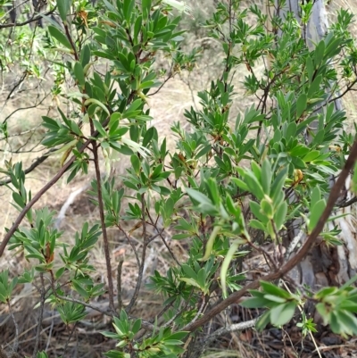 Styphelia triflora (Five-corners) at Cuumbeun Nature Reserve - 31 Mar 2023 by LPadg