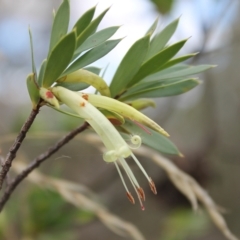 Styphelia triflora at Carwoola, NSW - 31 Mar 2023