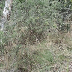 Dillwynia sieberi (TBC) at Carwoola, NSW - 31 Mar 2023 by LPadg