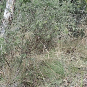 Dillwynia sieberi at Carwoola, NSW - 31 Mar 2023