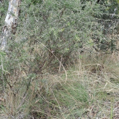Dillwynia sieberi (Sieber's Parrot Pea) at Cuumbeun Nature Reserve - 31 Mar 2023 by LPadg