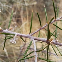 Dillwynia sieberi at Carwoola, NSW - 31 Mar 2023