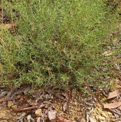 Daviesia genistifolia (Broom Bitter Pea) at Cuumbeun Nature Reserve - 31 Mar 2023 by LPadg