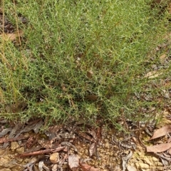 Daviesia genistifolia (Broom Bitter Pea) at Carwoola, NSW - 31 Mar 2023 by LPadg
