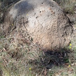 Nasutitermes exitiosus at Carwoola, NSW - 31 Mar 2023