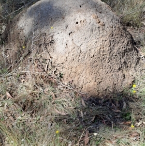 Nasutitermes exitiosus (Snouted termite, Gluegun termite) at Carwoola, NSW by LPadg
