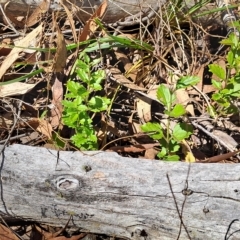 Veronica plebeia (Trailing Speedwell, Creeping Speedwell) at Carwoola, NSW - 31 Mar 2023 by LPadg