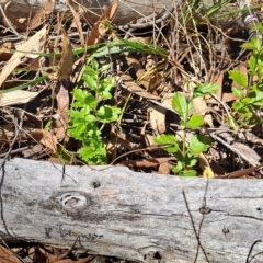 Veronica plebeia (Trailing Speedwell, Creeping Speedwell) at Stony Creek Nature Reserve - 31 Mar 2023 by LPadg