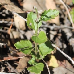 Veronica plebeia at Carwoola, NSW - 31 Mar 2023 01:06 PM