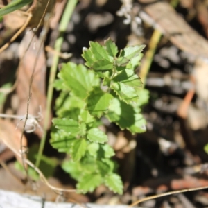 Veronica calycina at Carwoola, NSW - 31 Mar 2023