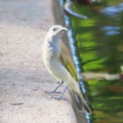 Lichmera indistincta (Brown Honeyeater) at Cairns City, QLD - 29 Mar 2023 by MatthewFrawley