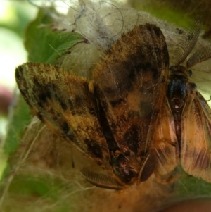 Orgyia anartoides at Charleys Forest, NSW - suppressed