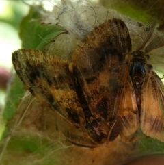 Unidentified Moth (Lepidoptera) (TBC) at suppressed - 31 Mar 2023 by arjay
