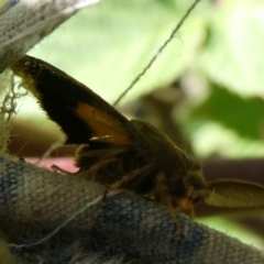 Orgyia anartoides at Charleys Forest, NSW - 31 Mar 2023