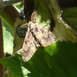 Orgyia anartoides at Charleys Forest, NSW - suppressed