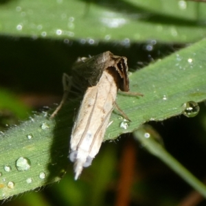 Faveria tritalis at Charleys Forest, NSW - 30 Mar 2023