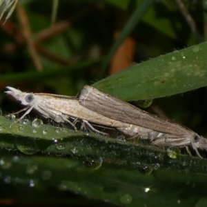 Faveria tritalis at Charleys Forest, NSW - 30 Mar 2023