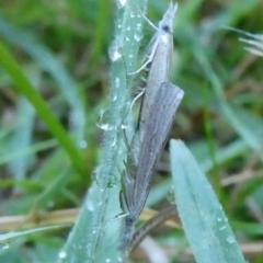 Faveria tritalis at Charleys Forest, NSW - 30 Mar 2023