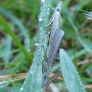 Faveria tritalis at Charleys Forest, NSW - 30 Mar 2023