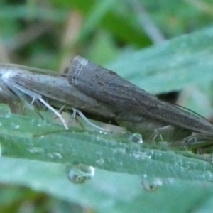 Faveria tritalis at Charleys Forest, NSW - 30 Mar 2023