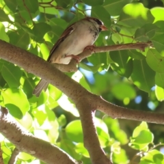 Passer domesticus (House Sparrow) at Cairns City, QLD - 29 Mar 2023 by MatthewFrawley